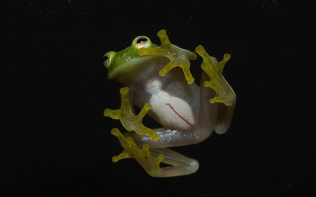 Glamorous Glass frogs… jewels of the forest.