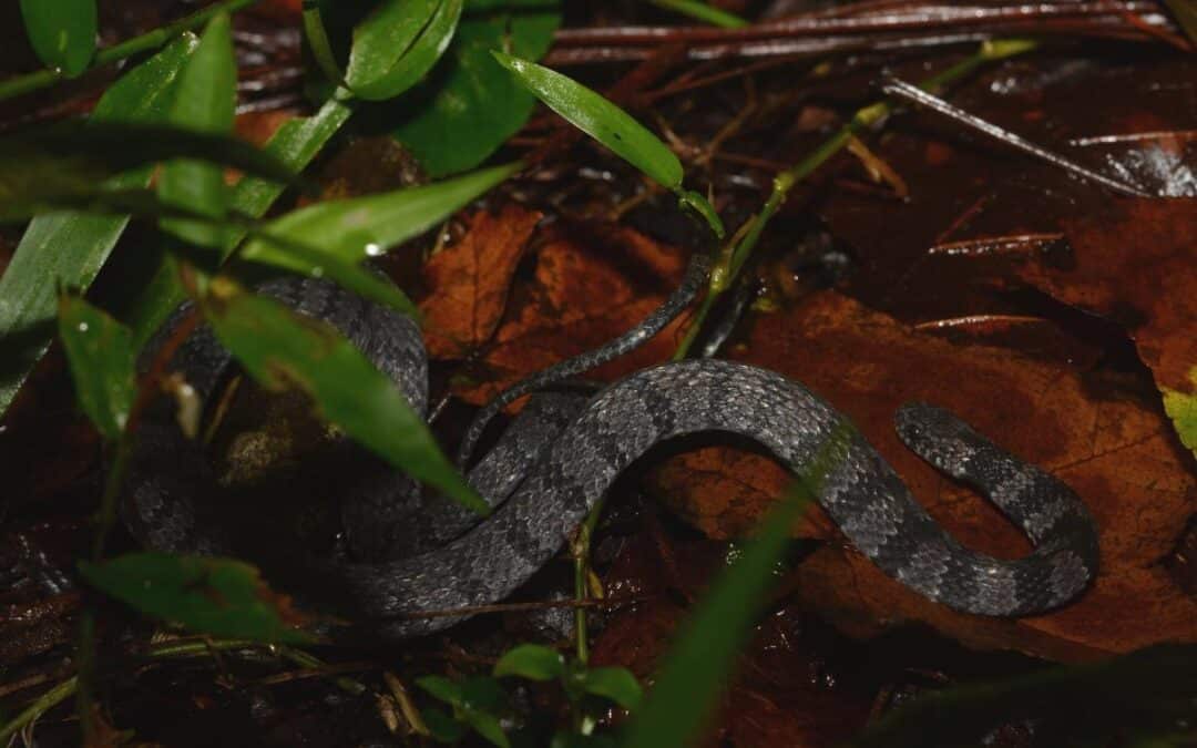 Ninia pavimentata – field notes from Coban