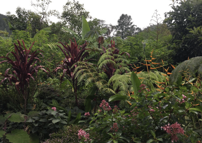 cloud forests of Guatemala