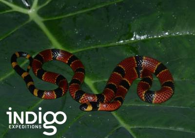 Indigo Expeditions Wildlife Research & Endangered Species Conservation in Guatemala