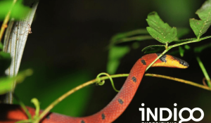 Red to black venom lack. Red to yellow kill a fellow.