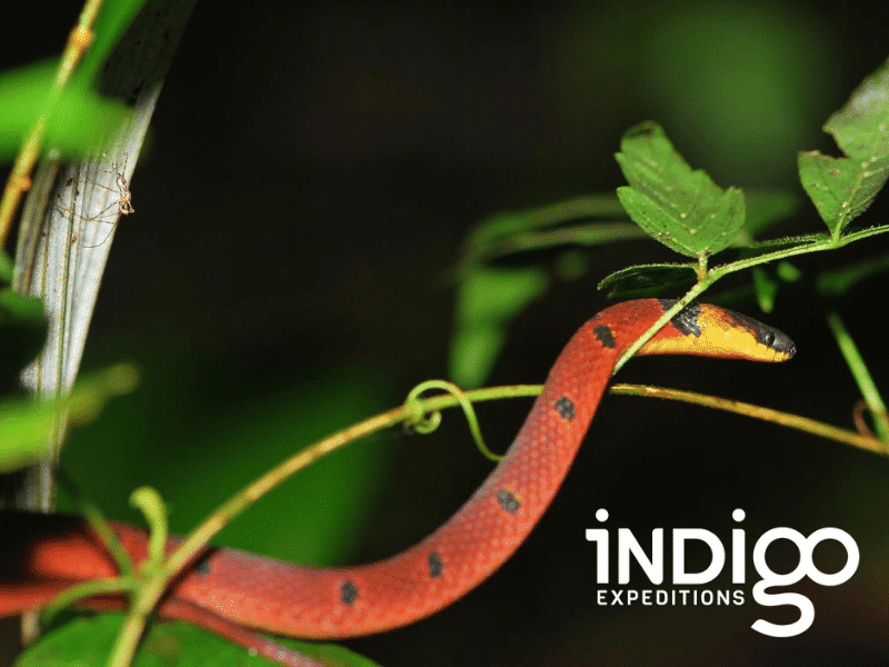 Indigo Expeditions Wildlife Research & Endangered Species Conservation in Guatemala
