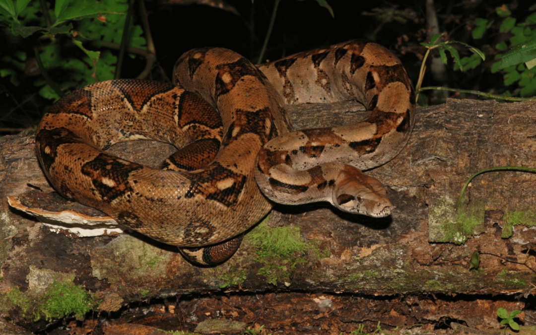Baby boa’s booming!