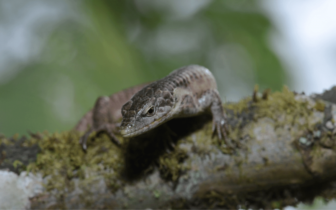 Abronia – alligator lizards of the cloud forests