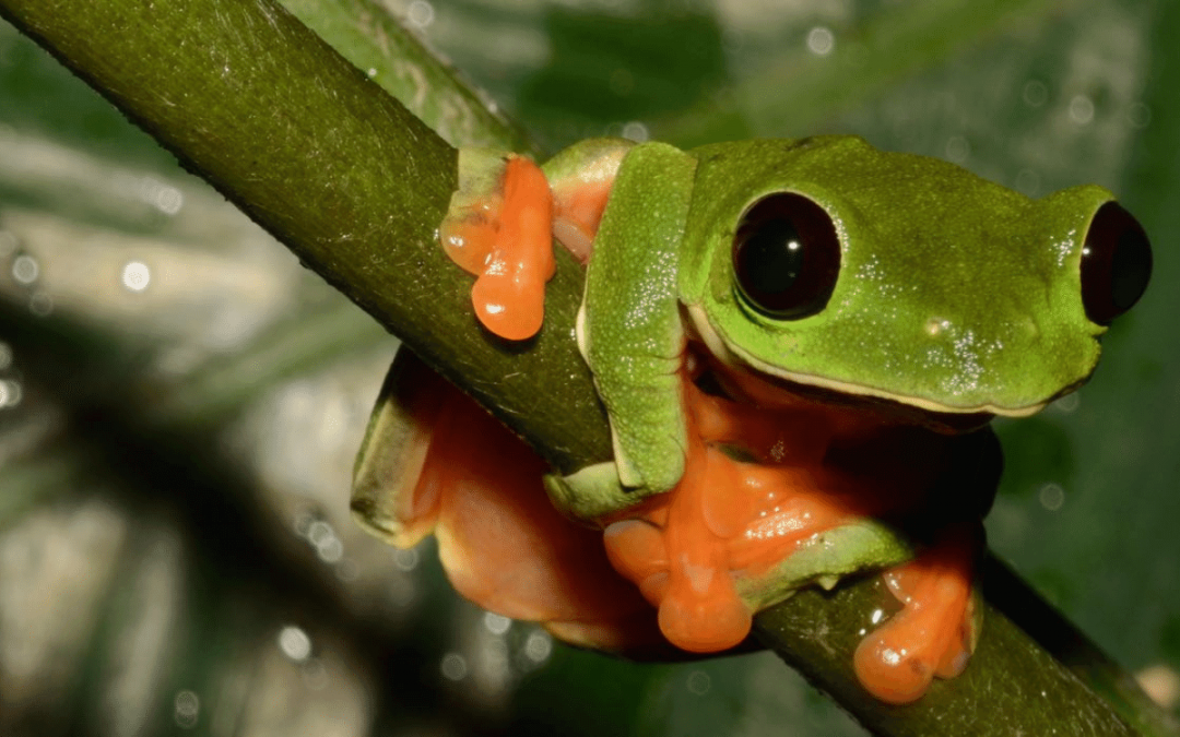 Endangered Amphibians In The Cloud Forests