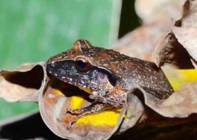 Endangered Amphibians In The Cloud Forests Of Alta Verapaz