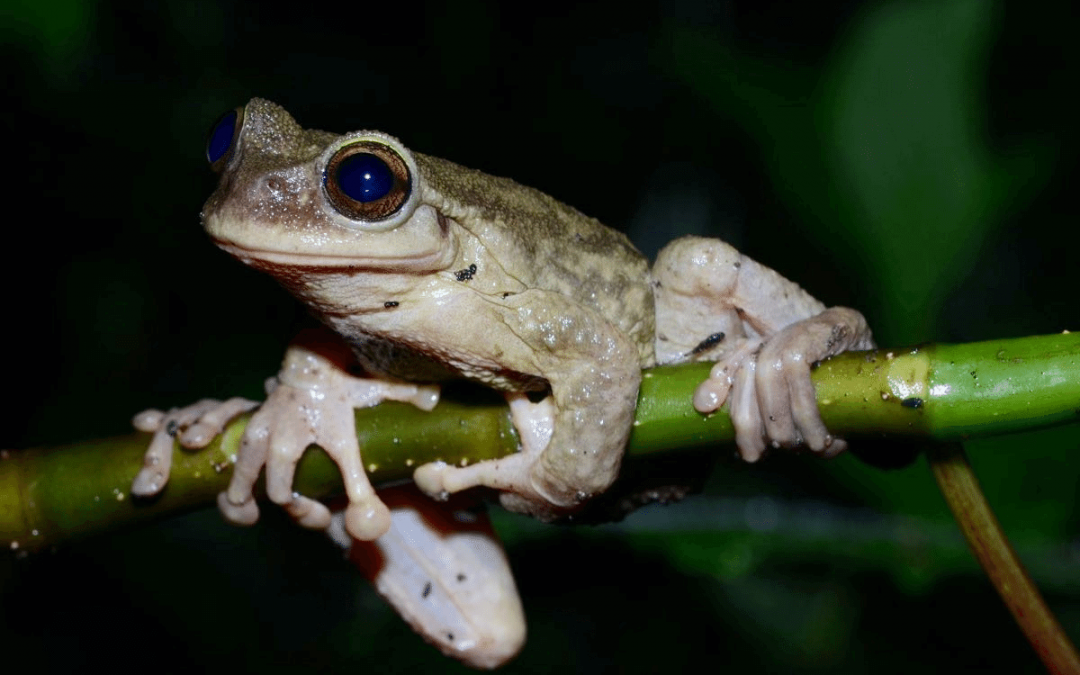 Plectrohyla teuchestes – spikethumb frogs on the brink of extinction