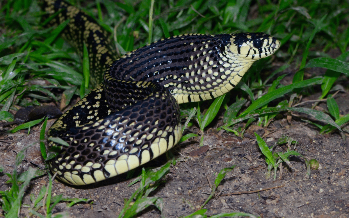Reptile and Amphibian Diversity in Guatemala