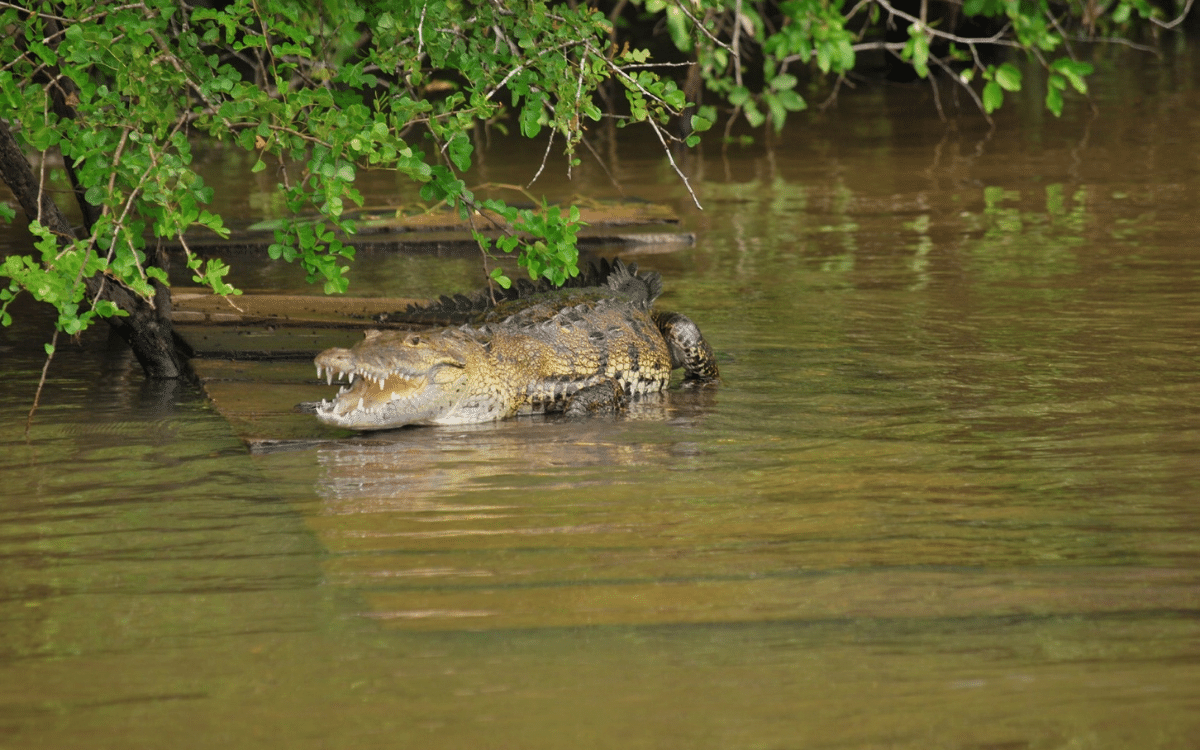 Reptile and Amphibian Diversity in Guatemala