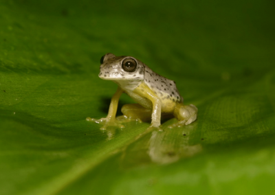 Endangered amphibians of Guatemala